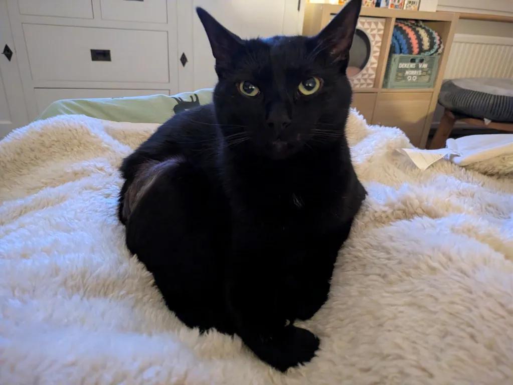 kat