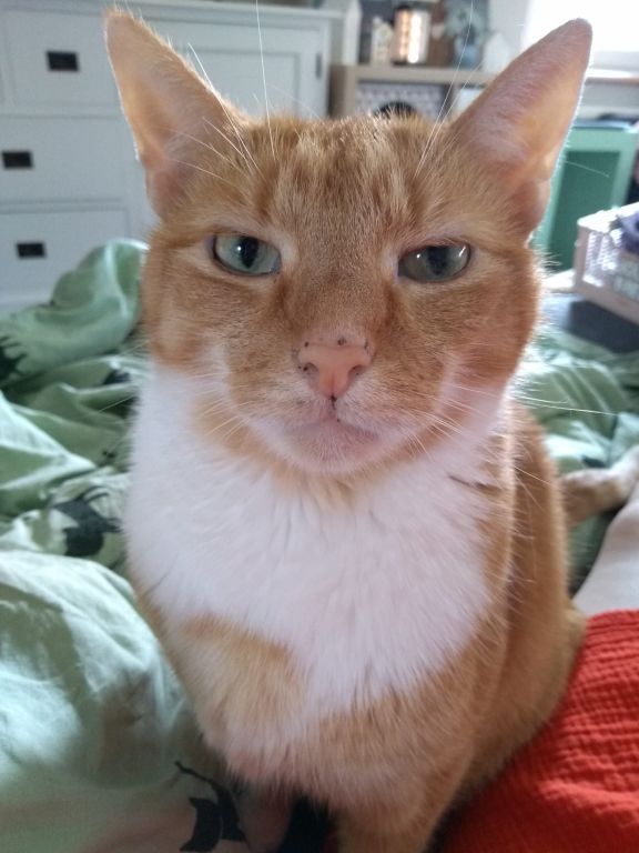 kat