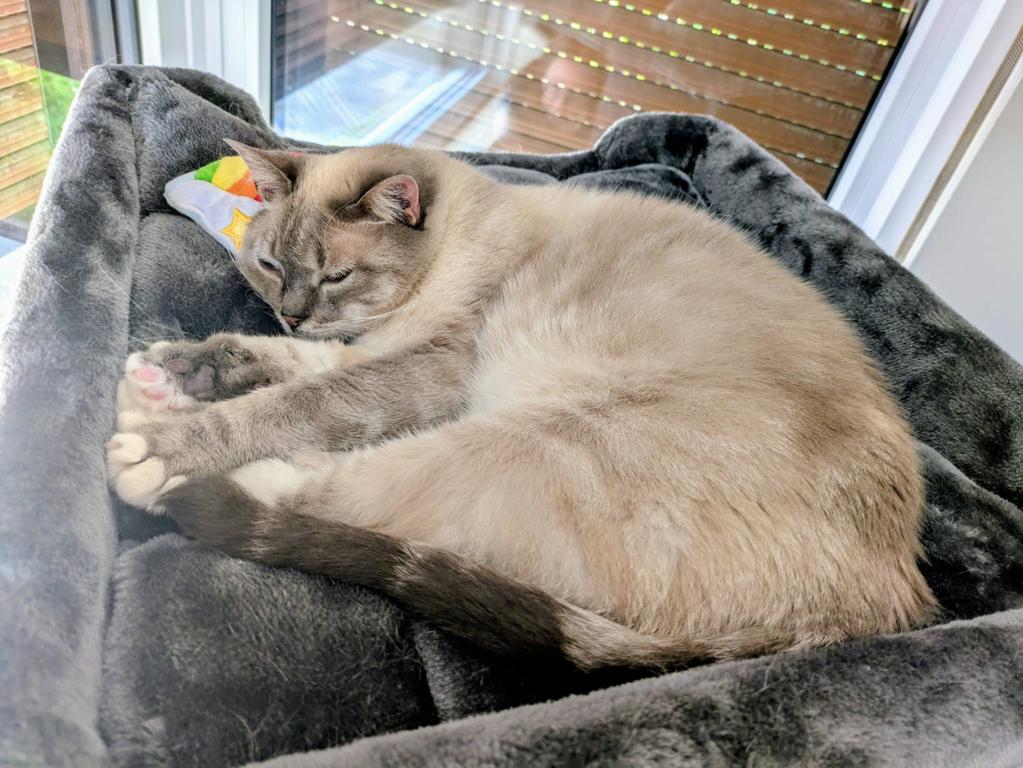 kat