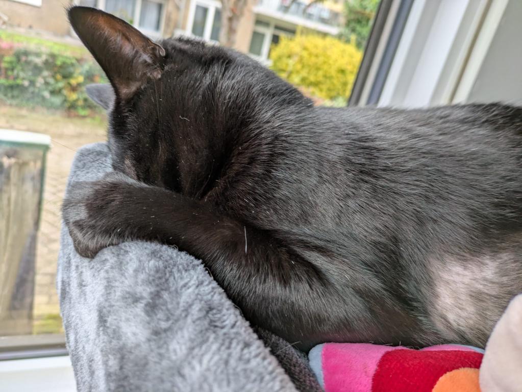kat