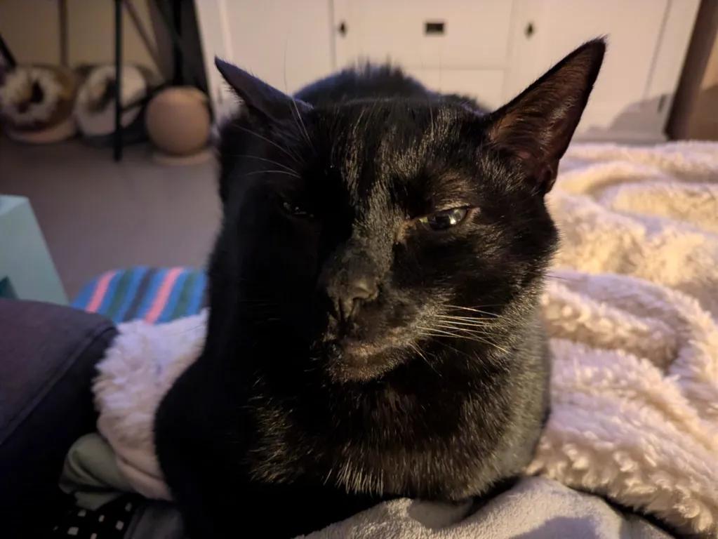 kat