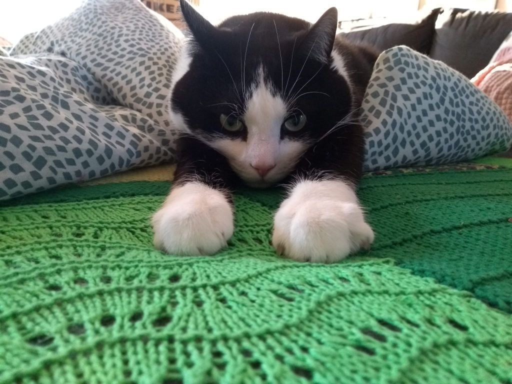kat