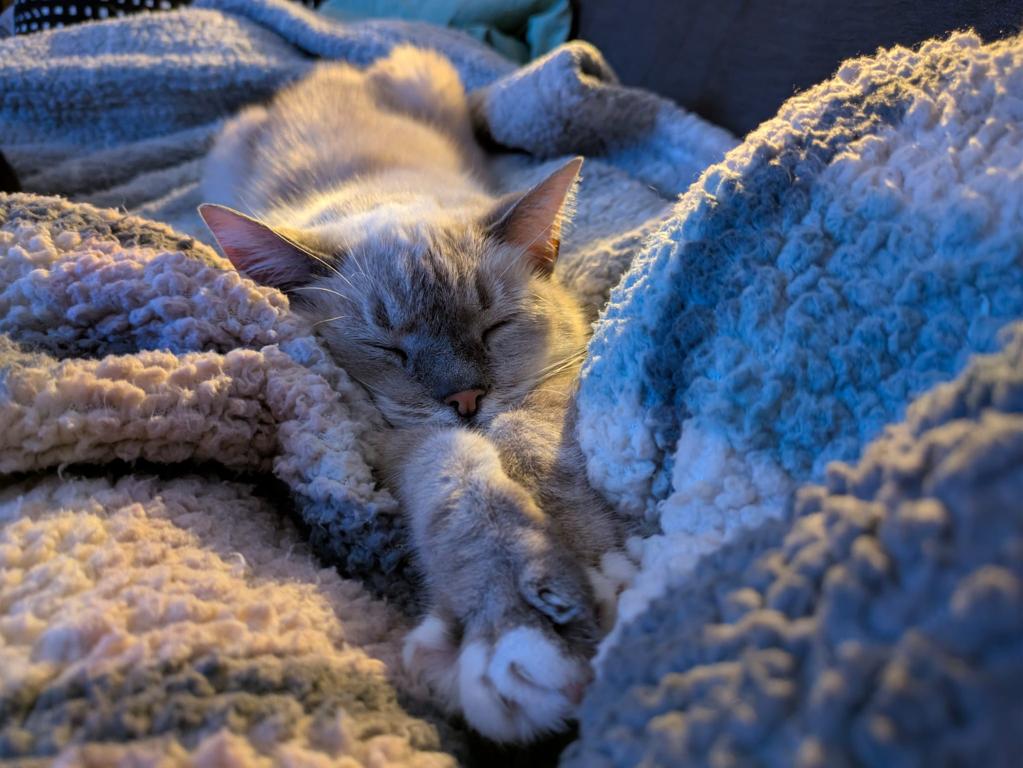 kat