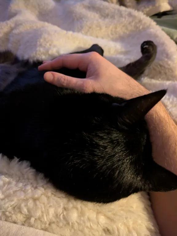 kat