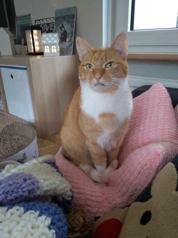 kat