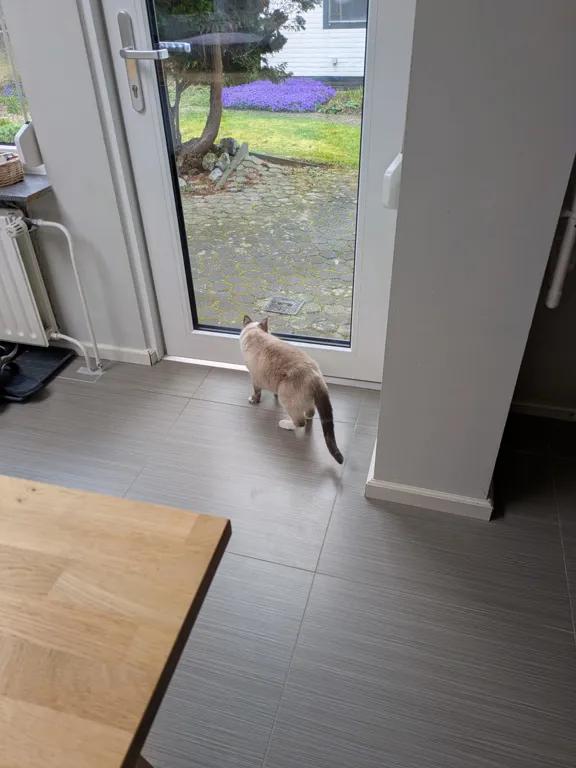 kat