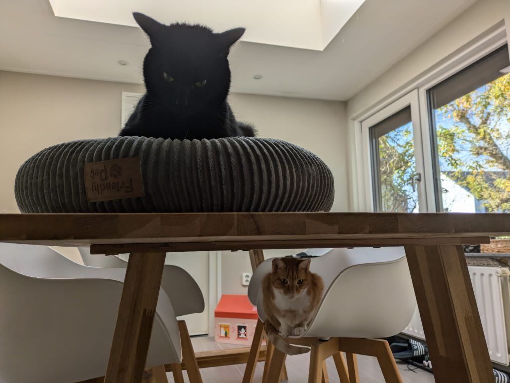 kat