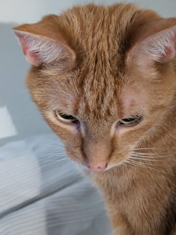 kat