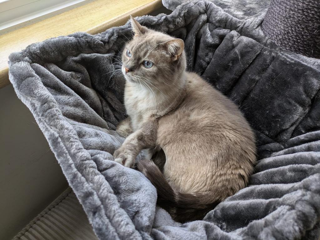 kat