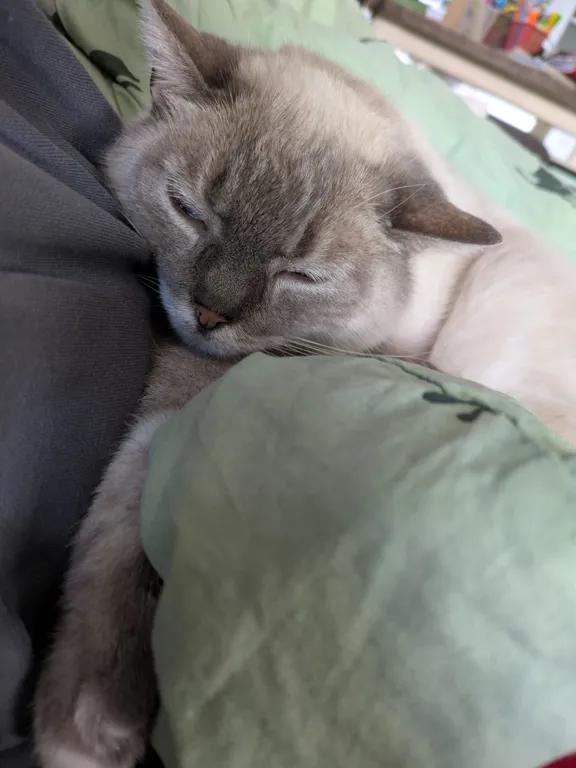 kat