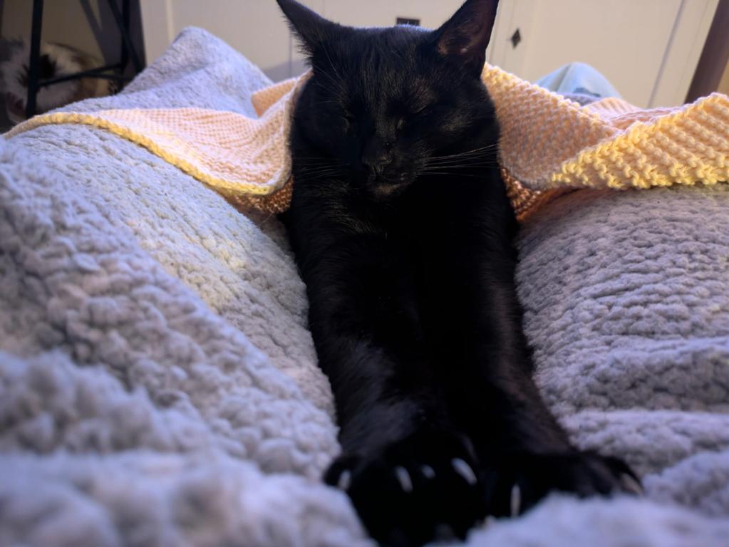 kat