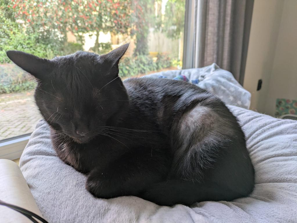 kat
