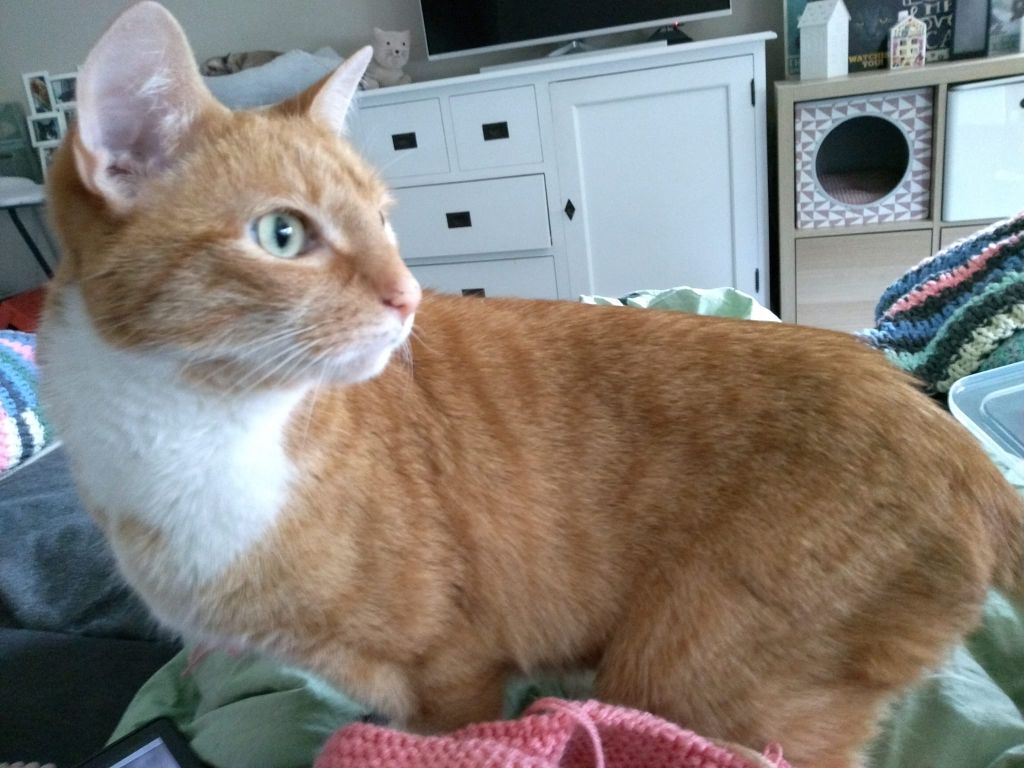kat