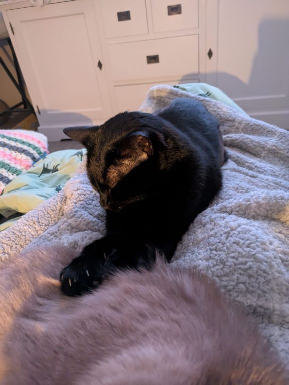kat