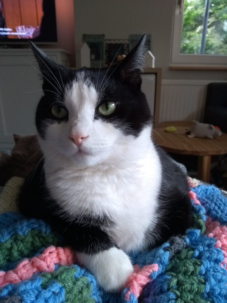 kat
