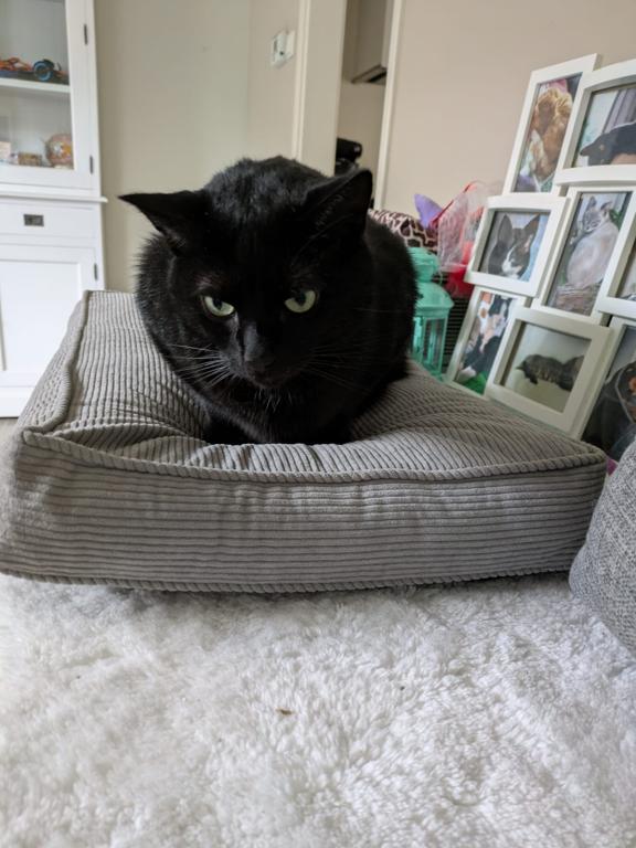 kat