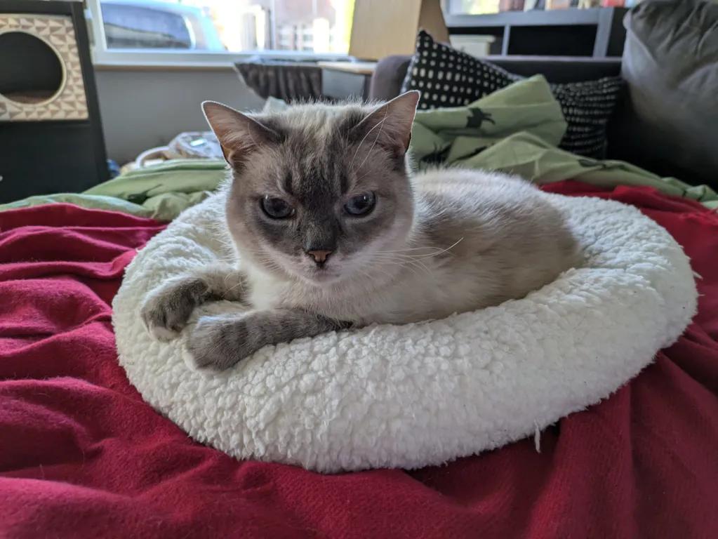 kat
