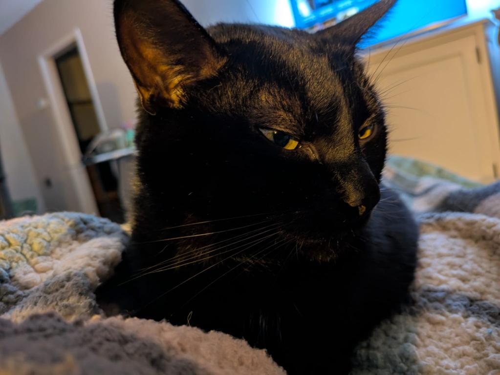 kat