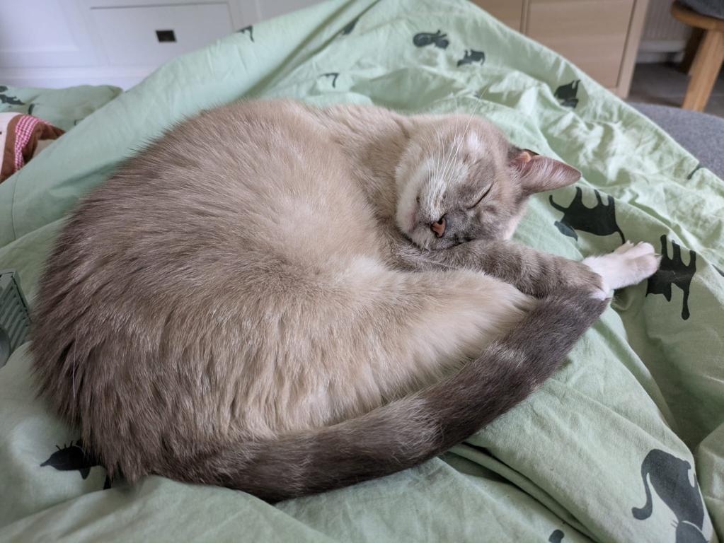 kat