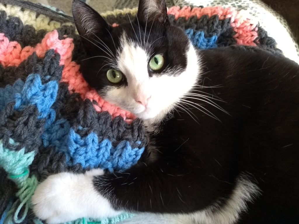 kat