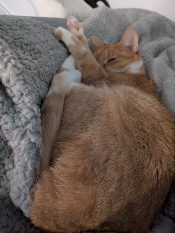 kat
