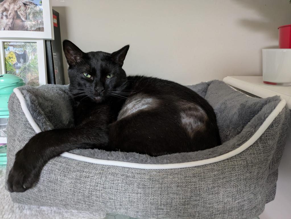 kat