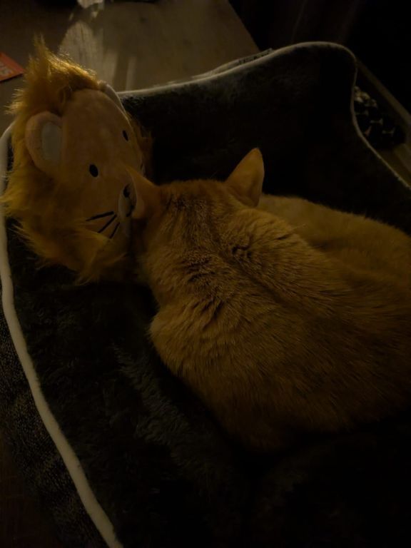 kat