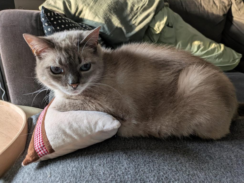 kat