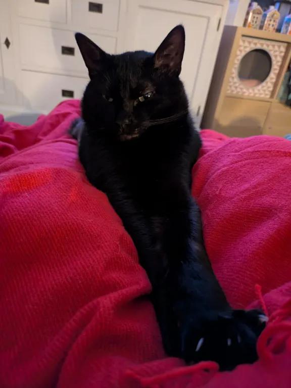kat