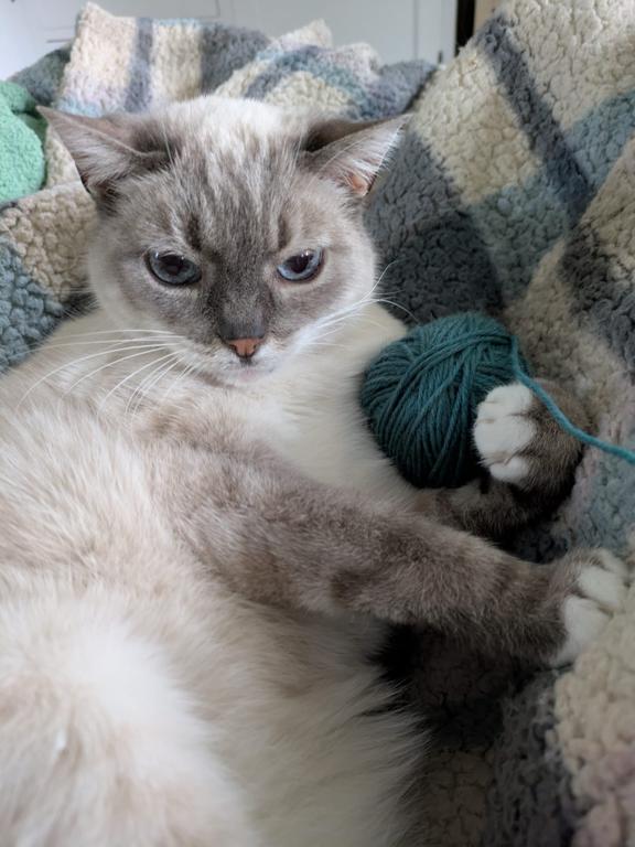 kat