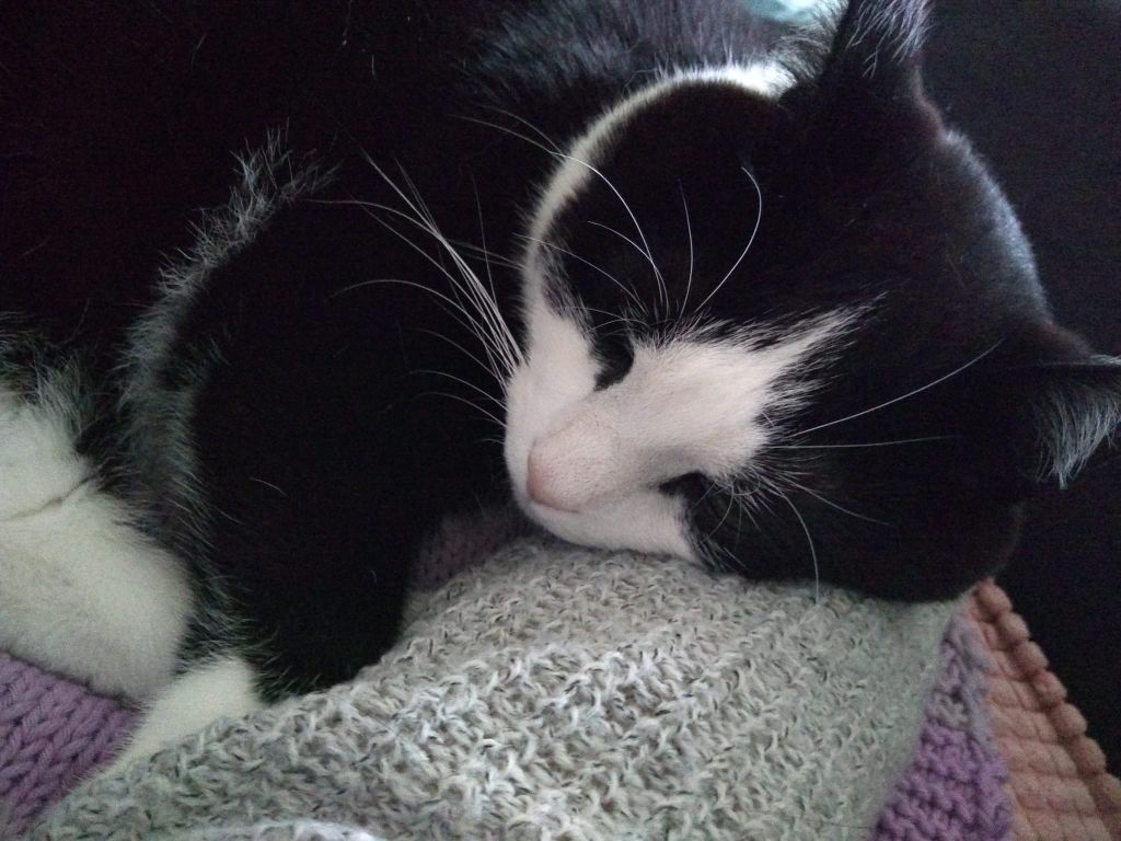kat