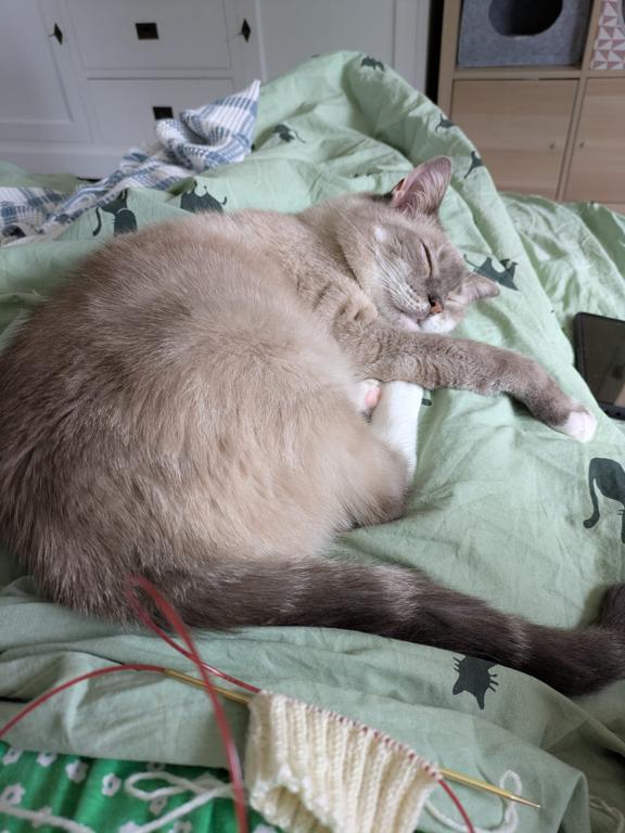 kat