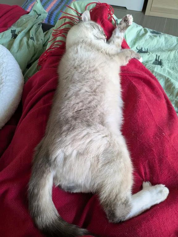 kat