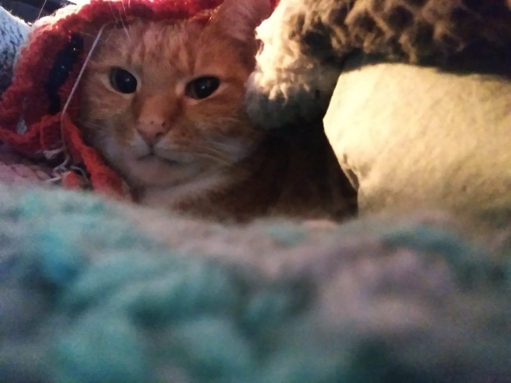 kat