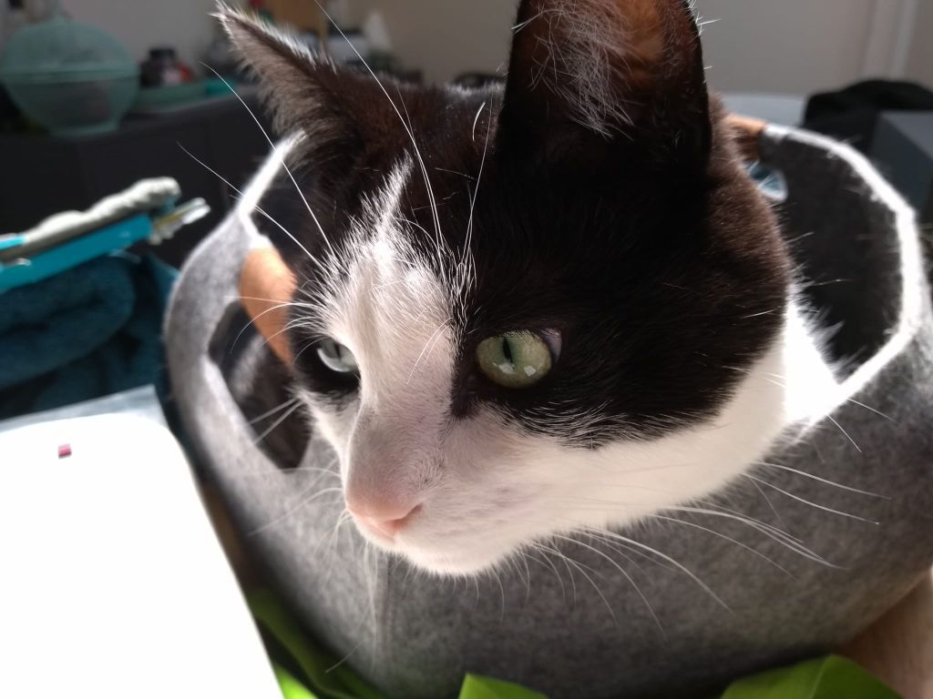 kat