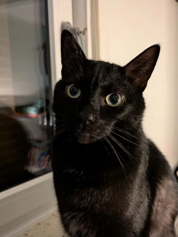 kat