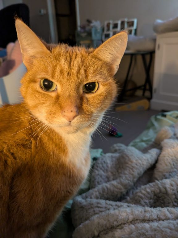 kat