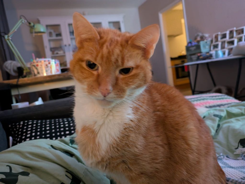 kat