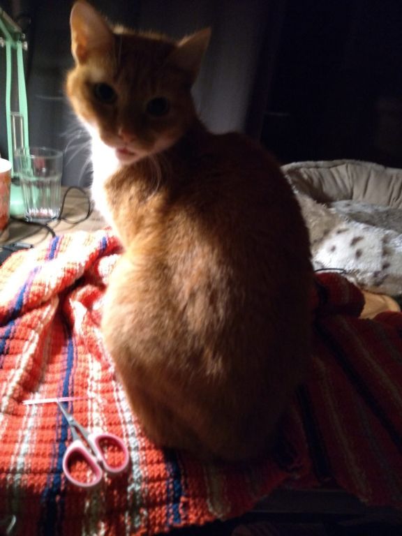 kat