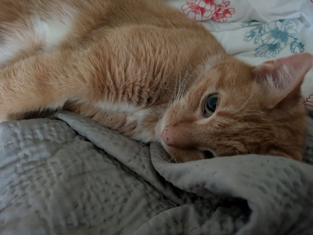 kat