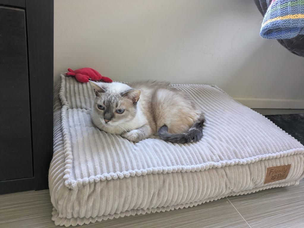 kat