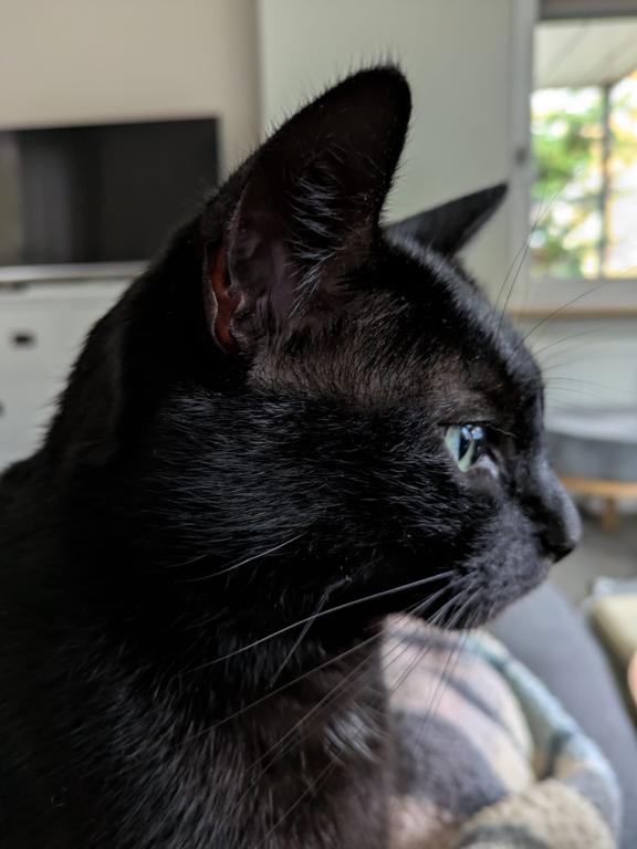 kat