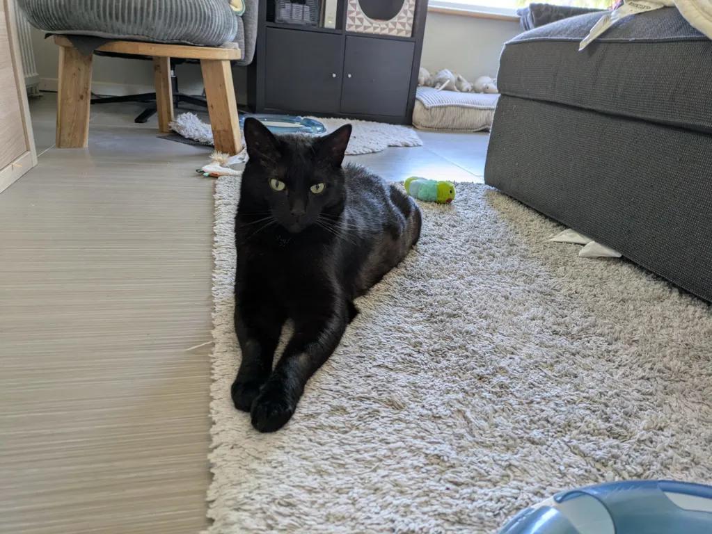 kat