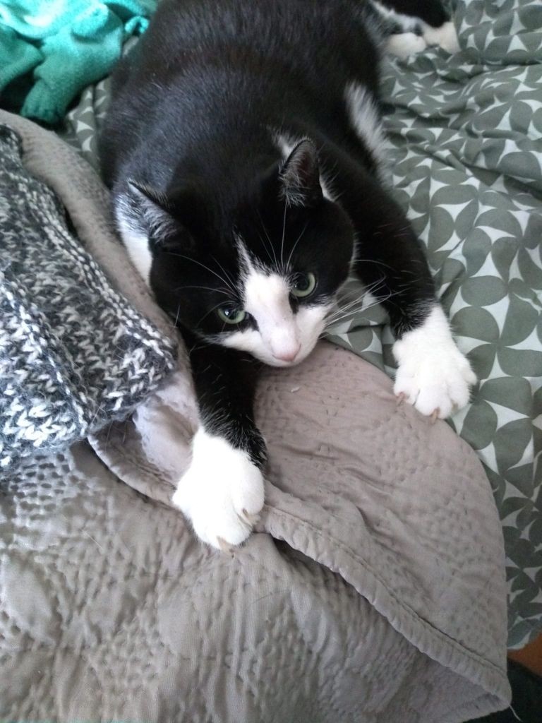 kat