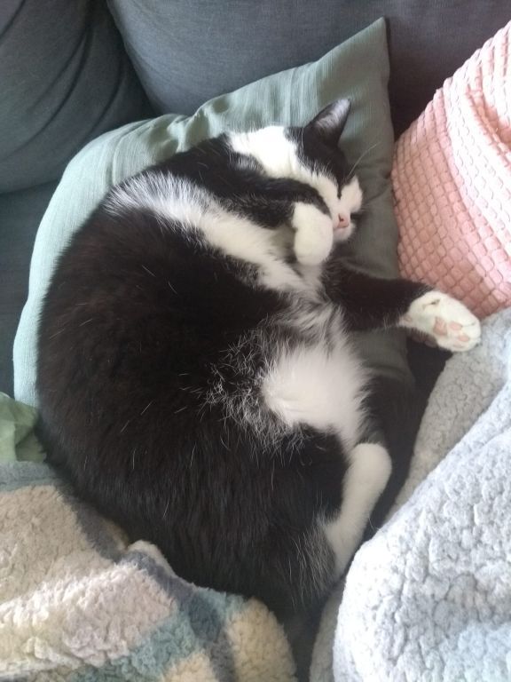 kat