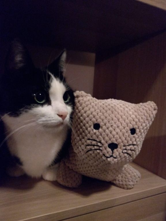 kat