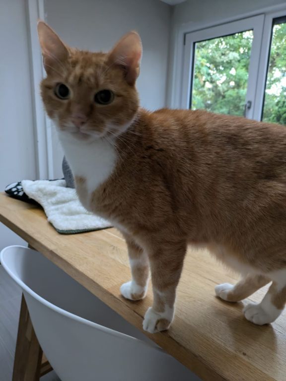 kat