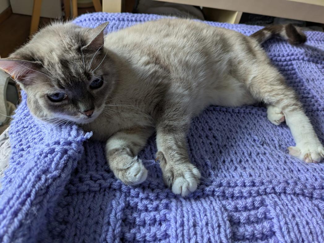 kat