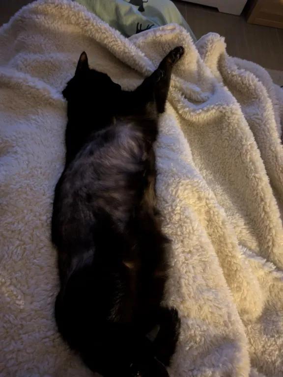 kat