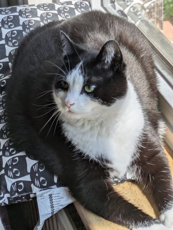 kat
